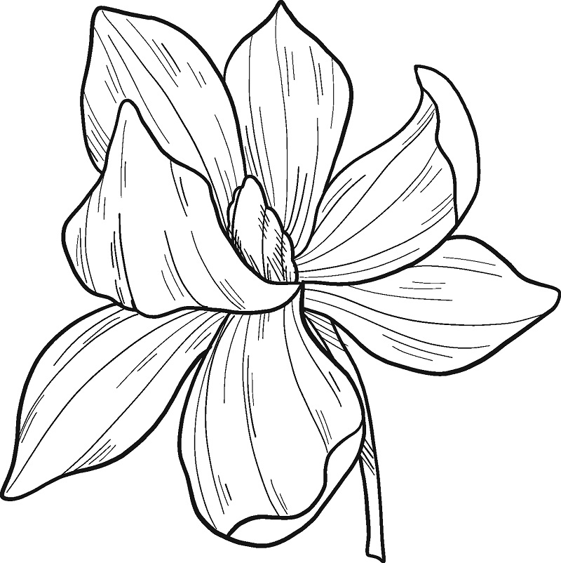 Magnolia 10 Värityskuva