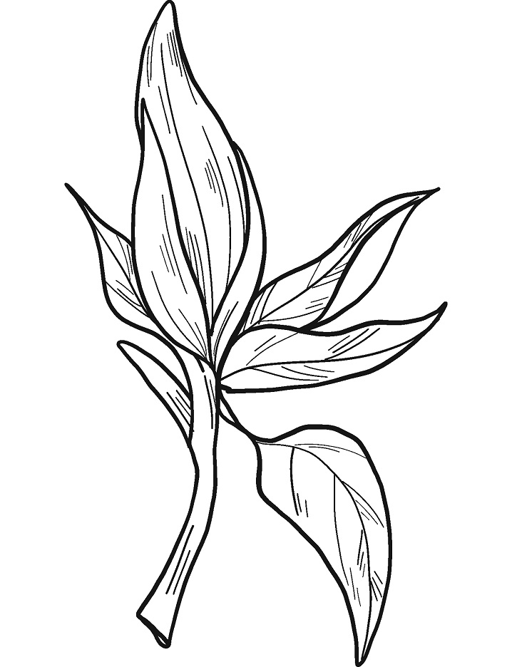 Magnolia 13 Värityskuva