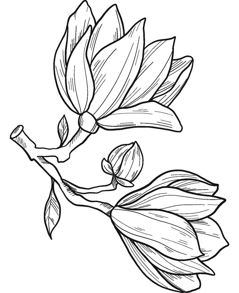 Magnolia 14 Värityskuva