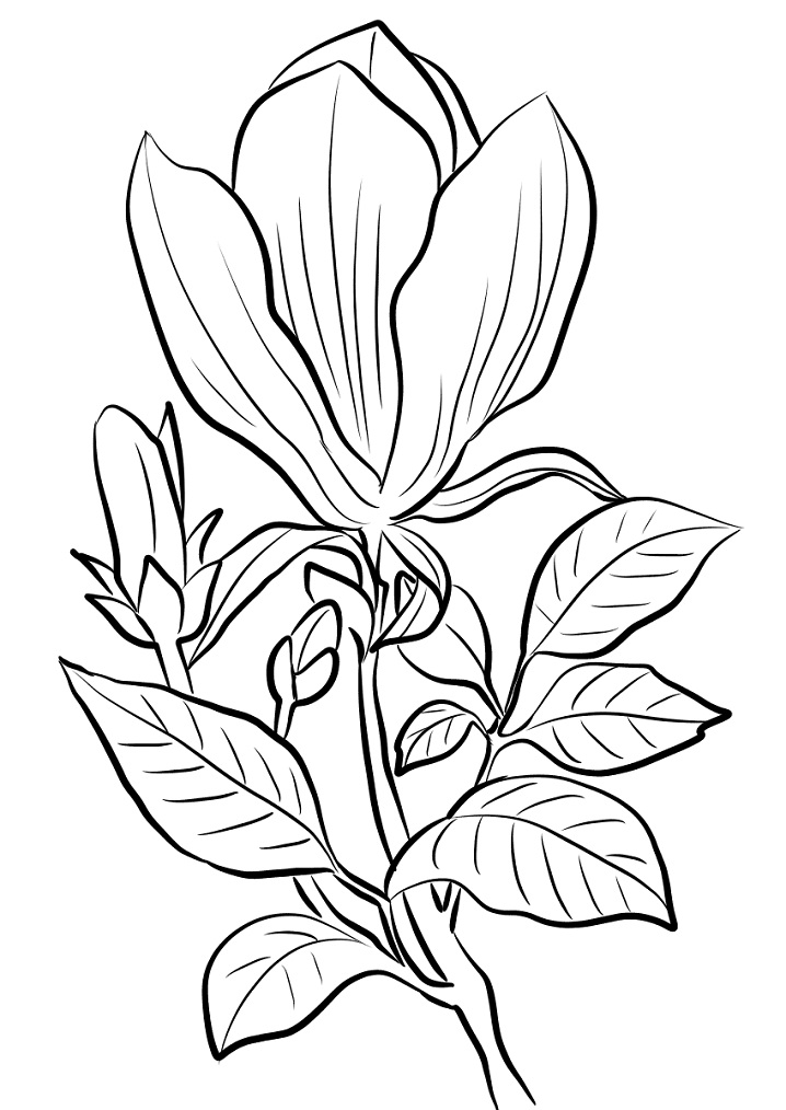 Magnolia 16 Värityskuva