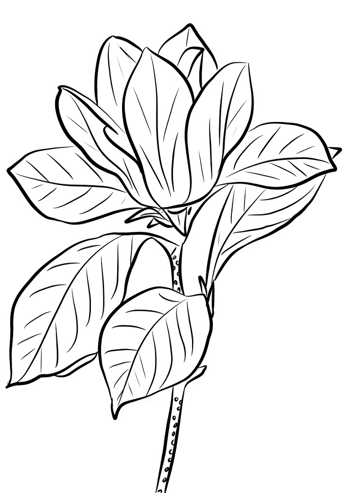 Magnolia 18 Värityskuva