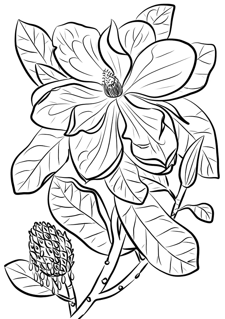 Magnolia 19 Värityskuva