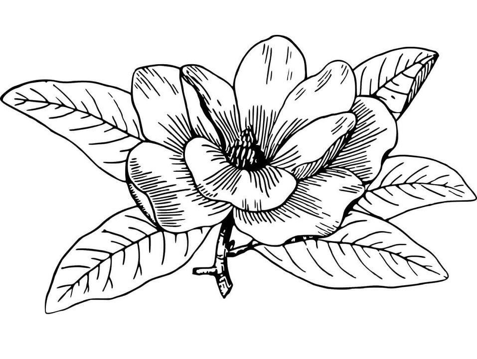 Magnolia 20 Värityskuva