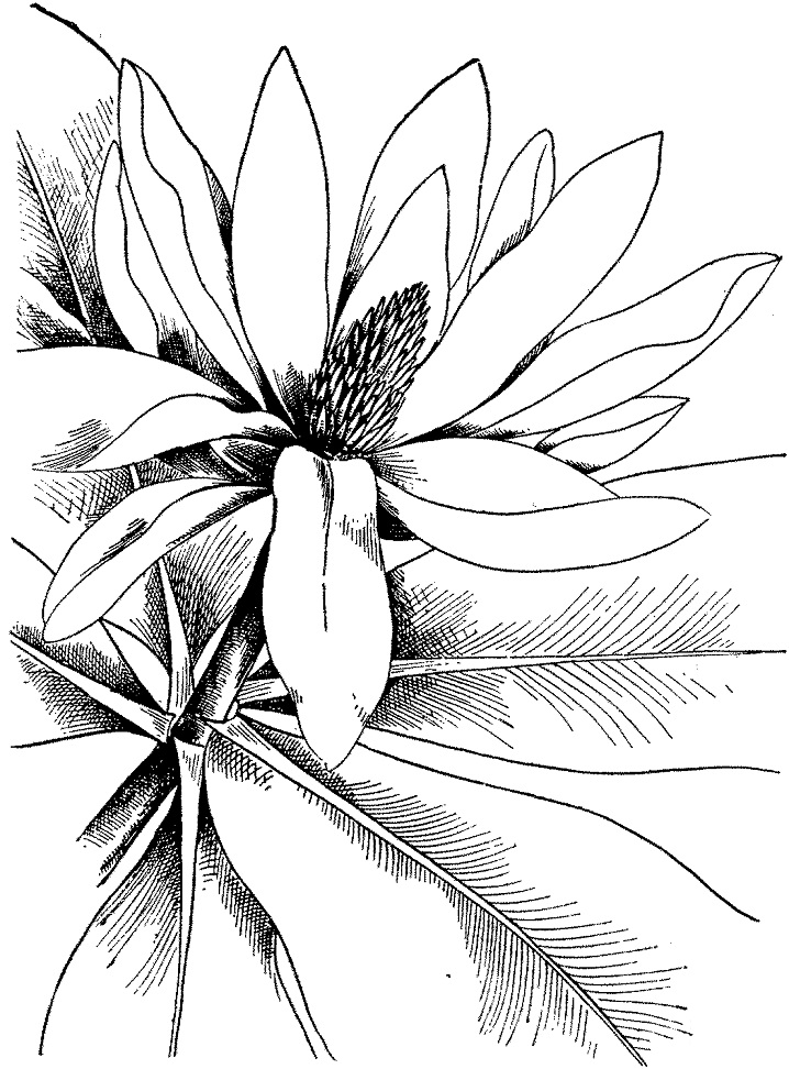Magnolia 21 Värityskuva