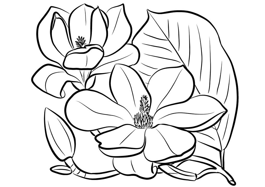 Magnolia 24 Värityskuva