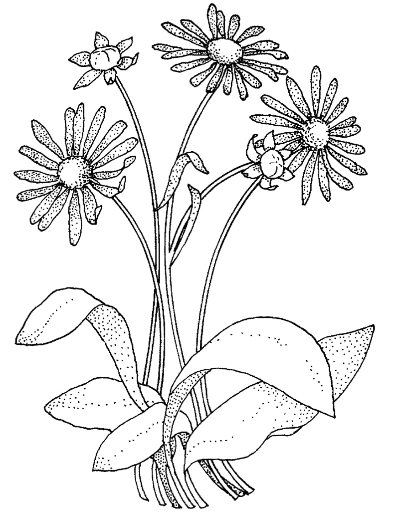 Päivänkakkara Asteraceae Värityskuva