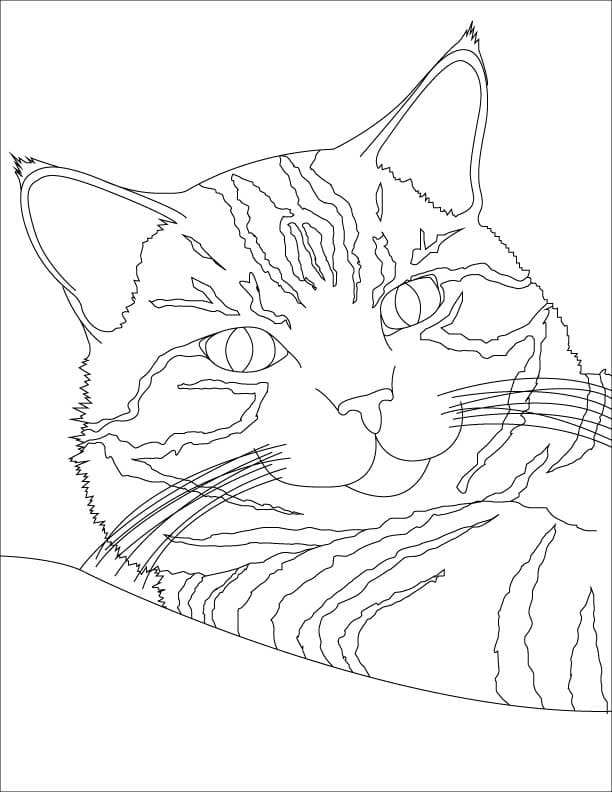Tabby Cat Värityskuva