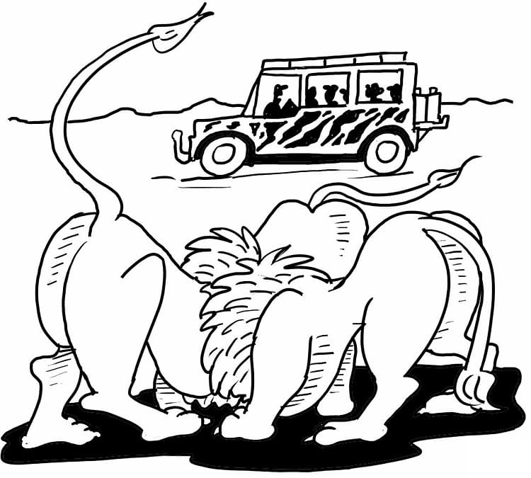 African Lion Safari coloring page Värityskuva