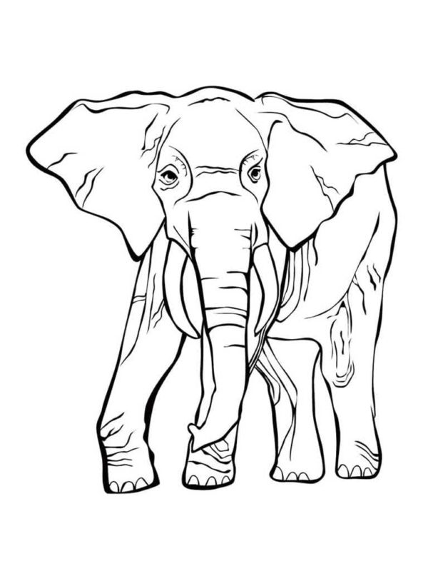 Afrikkalainen norsu, jolla on suuret hampaat Värityskuva