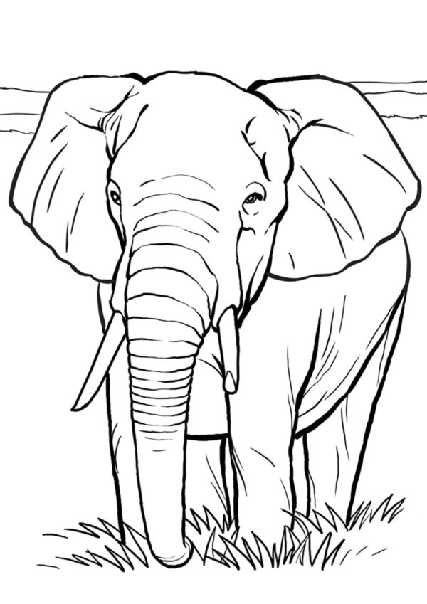 Afrikkalainen norsu Värityskuva