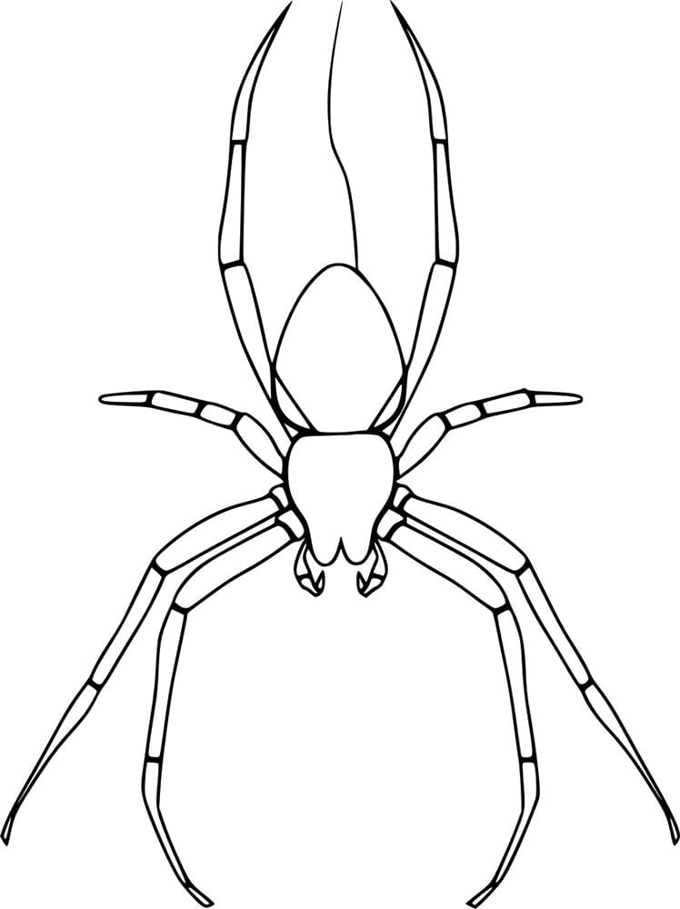 Orb weaver hämähäkki Värityskuva