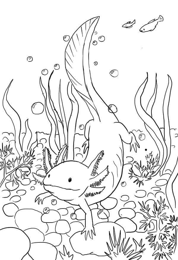 Uinti Axolotl Värityskuva