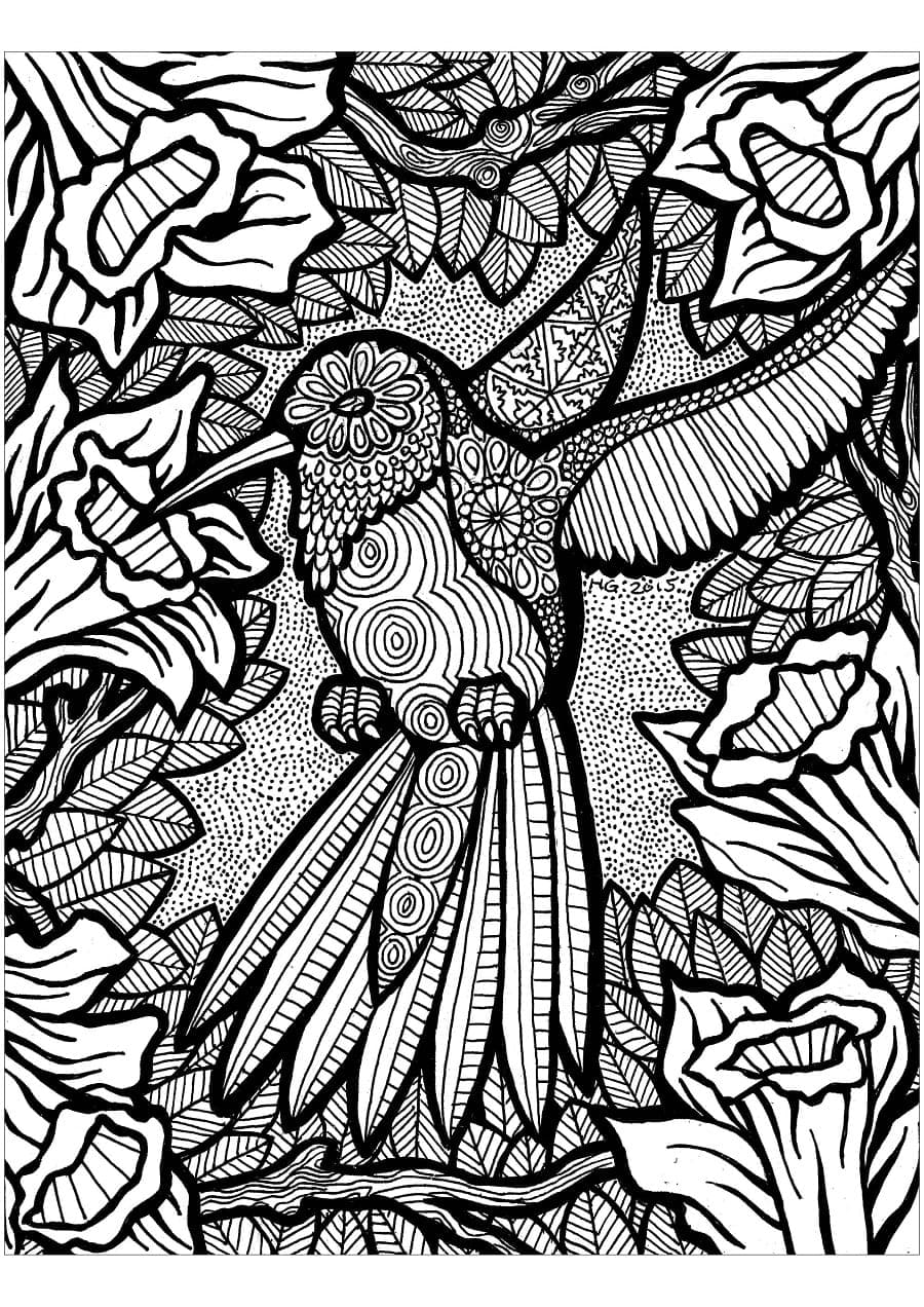 Kolibri Zentangle Värityskuva