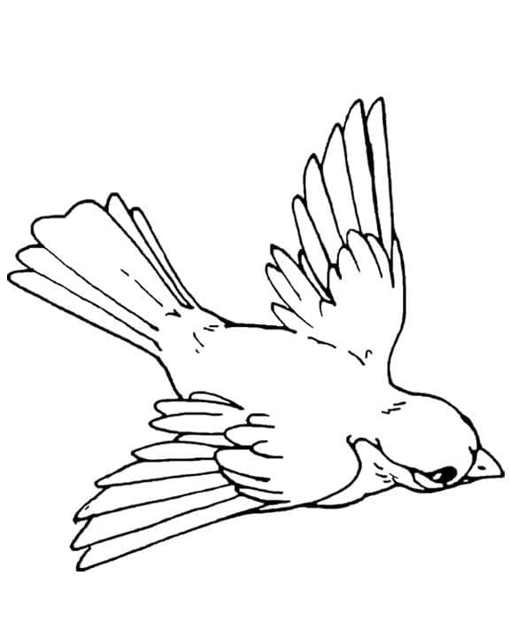 Lintu coloring page